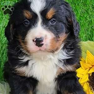 ROLO, Bernese Mountain Dog Puppy
