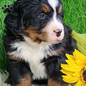 ROLO, Bernese Mountain Dog Puppy