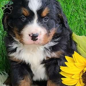 ROLO, Bernese Mountain Dog Puppy