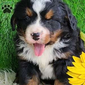ROLO, Bernese Mountain Dog Puppy