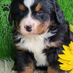 ROLO, Bernese Mountain Dog Puppy