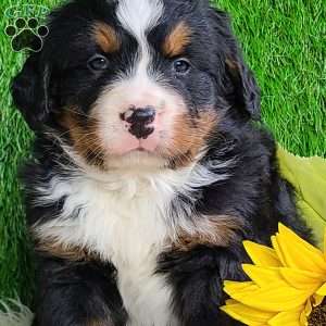 ROLO, Bernese Mountain Dog Puppy
