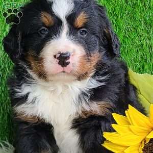 ROLO, Bernese Mountain Dog Puppy