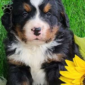 ROLO, Bernese Mountain Dog Puppy