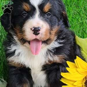 ROLO, Bernese Mountain Dog Puppy
