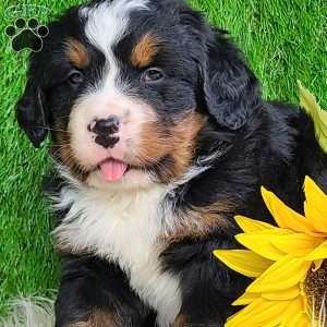ROLO, Bernese Mountain Dog Puppy