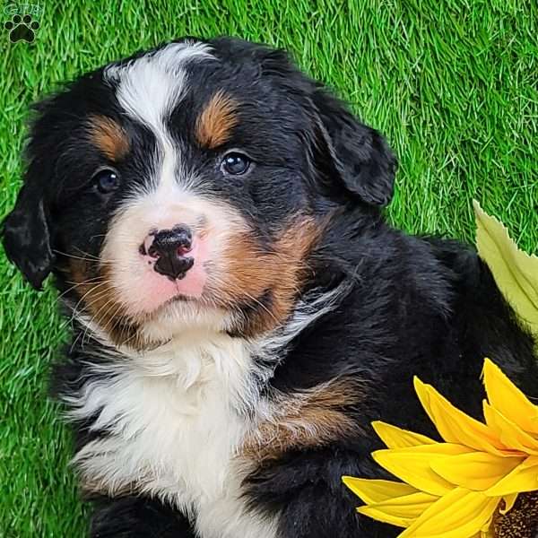 ROLO, Bernese Mountain Dog Puppy