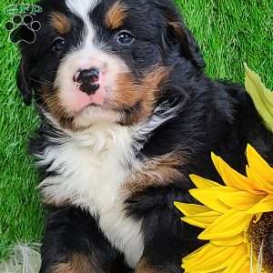 ROLO, Bernese Mountain Dog Puppy