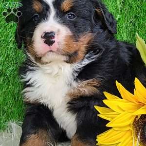 ROLO, Bernese Mountain Dog Puppy