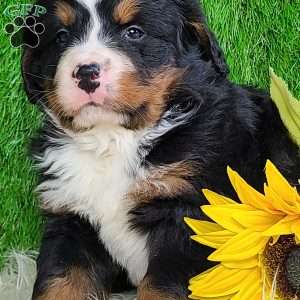 ROLO, Bernese Mountain Dog Puppy