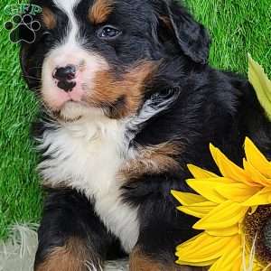 ROLO, Bernese Mountain Dog Puppy