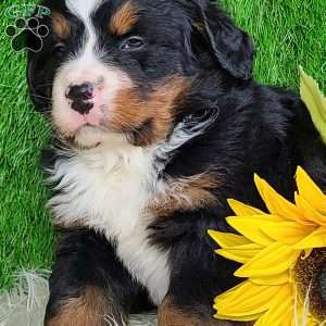 ROLO, Bernese Mountain Dog Puppy
