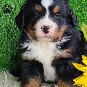 ROLO, Bernese Mountain Dog Puppy
