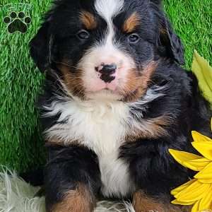 ROLO, Bernese Mountain Dog Puppy