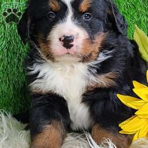 ROLO, Bernese Mountain Dog Puppy