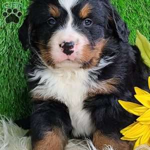 ROLO, Bernese Mountain Dog Puppy