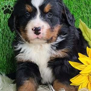 ROLO, Bernese Mountain Dog Puppy