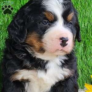 CONOR, Bernese Mountain Dog Puppy