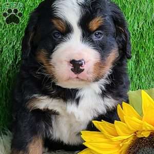 CONOR, Bernese Mountain Dog Puppy