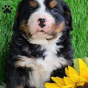 CONOR, Bernese Mountain Dog Puppy