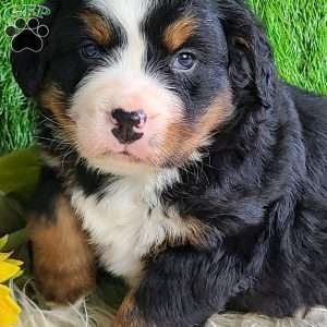 CONOR, Bernese Mountain Dog Puppy