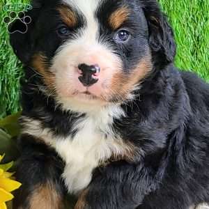 CONOR, Bernese Mountain Dog Puppy