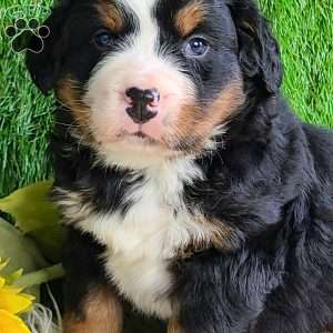 CONOR, Bernese Mountain Dog Puppy