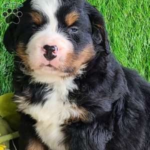 CONOR, Bernese Mountain Dog Puppy