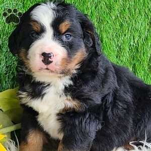 CONOR, Bernese Mountain Dog Puppy