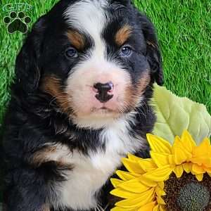 CONOR, Bernese Mountain Dog Puppy