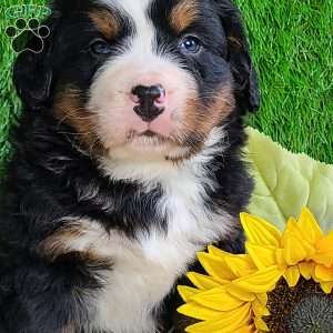 CONOR, Bernese Mountain Dog Puppy