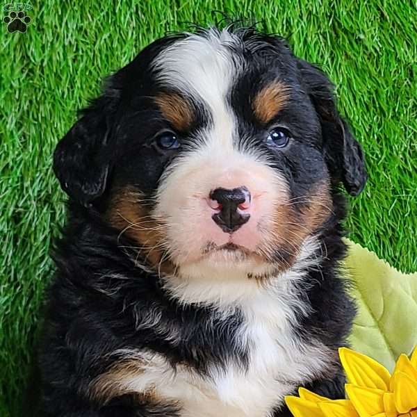 CONOR, Bernese Mountain Dog Puppy