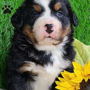 CONOR, Bernese Mountain Dog Puppy