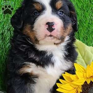 CONOR, Bernese Mountain Dog Puppy
