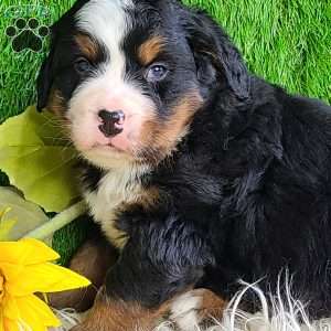 CONOR, Bernese Mountain Dog Puppy