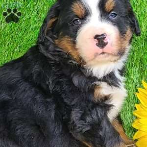 CONOR, Bernese Mountain Dog Puppy