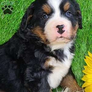 CONOR, Bernese Mountain Dog Puppy