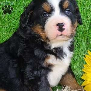 CONOR, Bernese Mountain Dog Puppy