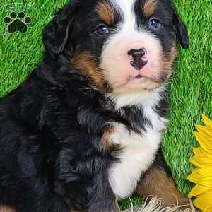 CONOR, Bernese Mountain Dog Puppy