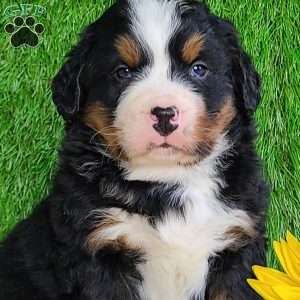 CONOR, Bernese Mountain Dog Puppy