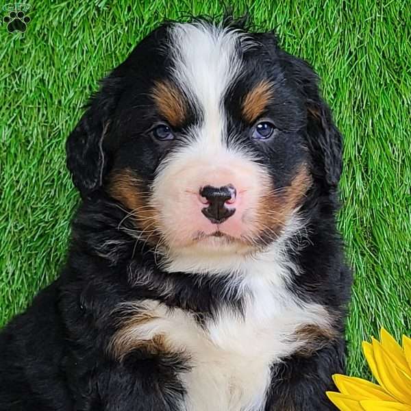 CONOR, Bernese Mountain Dog Puppy