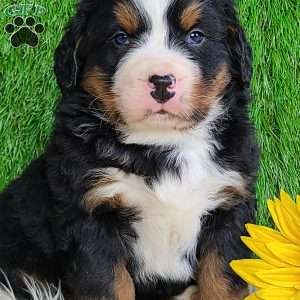 CONOR, Bernese Mountain Dog Puppy