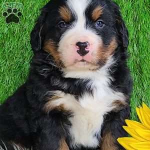 CONOR, Bernese Mountain Dog Puppy