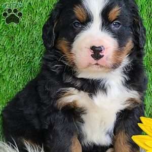 CONOR, Bernese Mountain Dog Puppy