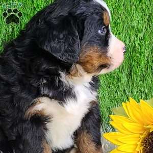 CONOR, Bernese Mountain Dog Puppy