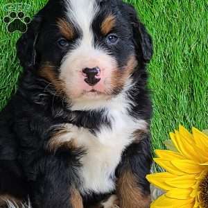 CONOR, Bernese Mountain Dog Puppy