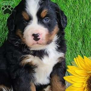 CONOR, Bernese Mountain Dog Puppy