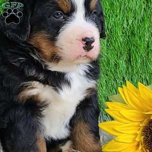 CONOR, Bernese Mountain Dog Puppy