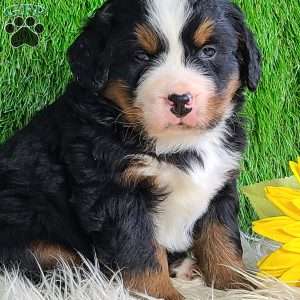 CONOR, Bernese Mountain Dog Puppy