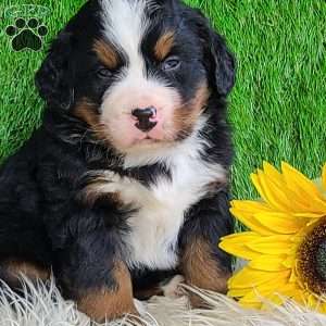 CONOR, Bernese Mountain Dog Puppy